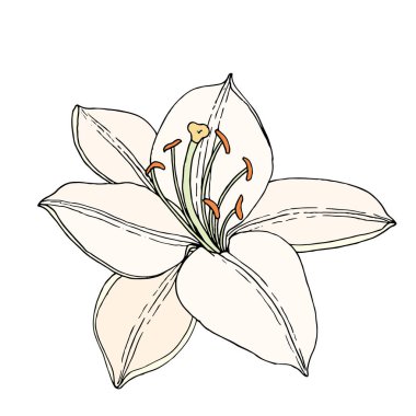 Zambak çiçeği. Elle çizilmiş illüstrasyon. Çizim stilinde vektör görüntüsü.