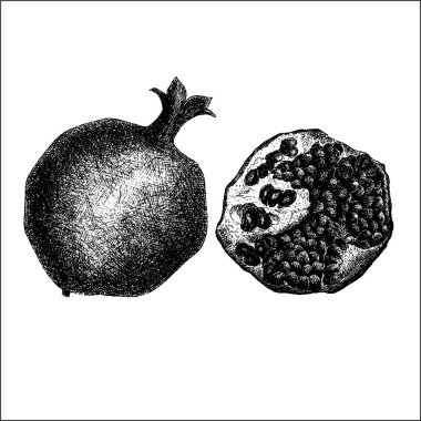 Nar meyvebir kroki çizilmiş. Ayrıntılı retro tarzı görüntüler. Vektör çizimi.