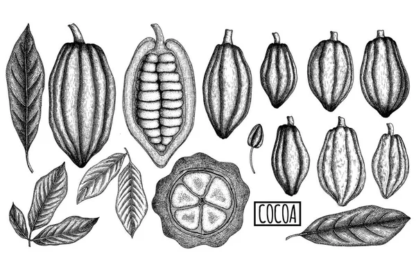 Cacao gousses et feuilles ensemble. Illustration vectorielle dessinée main. Eléments vintage pour l'emballage, cartes, design des couches . — Image vectorielle