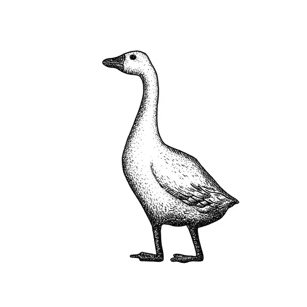Ganso. Aves domésticas. Dibujo en estilo vintage. Ilustración vectorial . — Vector de stock