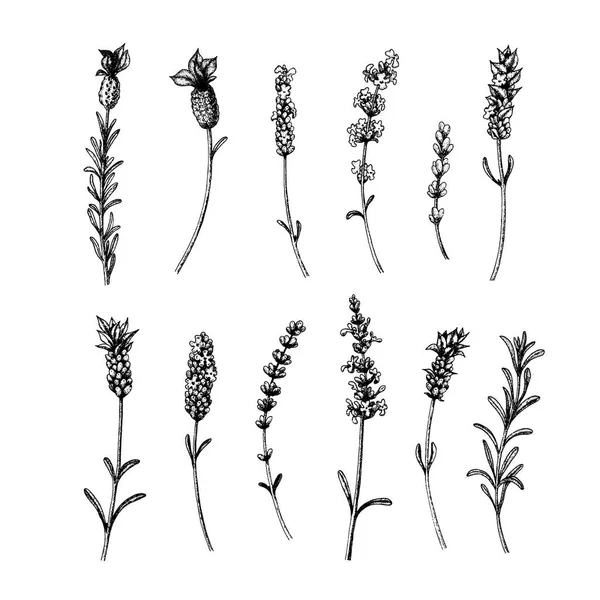 Vector lavendel schets. Set van Lavandula bloemen in vintage stijl. Hand getekende illustratie voor het verpakken van biologische en natuurlijke producten, van wenskaart, uitnodigingen. — Stockvector