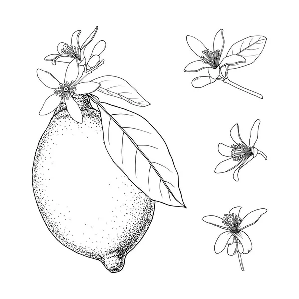 Citron. Citrus frukter med blommor och löv. Handritad vektorbild. Vintage Ink illustration, isolerad på vit bakgrund. — Stock vektor