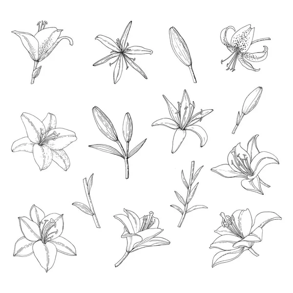 Conjunto de flor de lirio, brote y hoja. Ilustración hecha a mano. Imagen vectorial en estilo sketch . — Archivo Imágenes Vectoriales