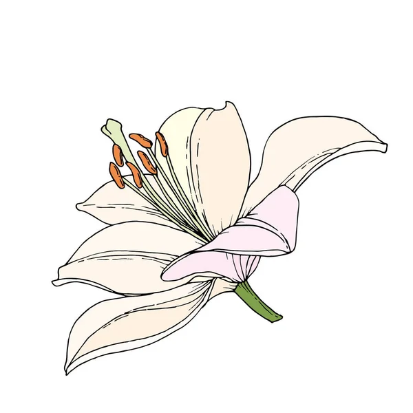 Lily flower. Hand drawn illustration. Vector image in sketch style.