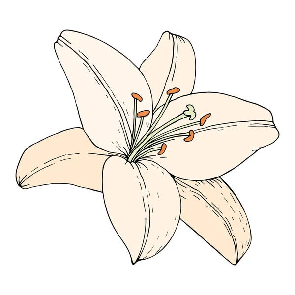 Zambak çiçeği. Elle çizilmiş illüstrasyon. Çizim stilinde vektör görüntüsü.