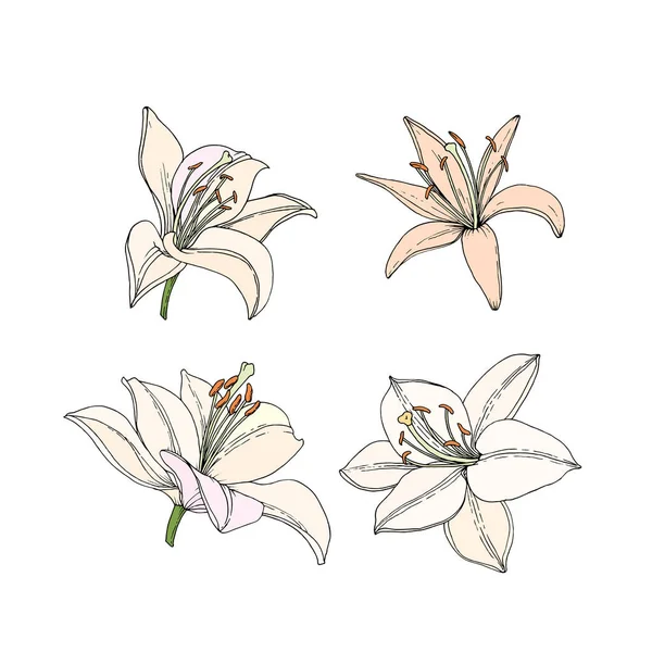 Ορίστε τα λουλούδια της Λίλι. Εικονογράφηση χεριού. Διανυσματική εικόνα σε στυλ σκίτσο. — Διανυσματικό Αρχείο