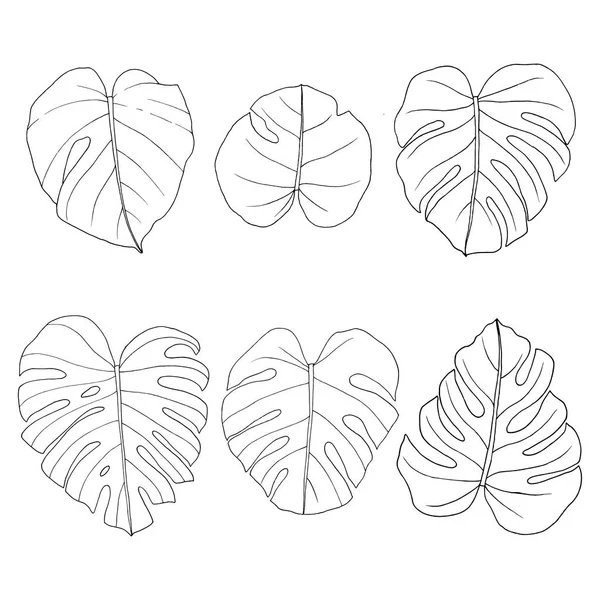 Monstera blad. Hand getekende tropische planten in schets stijl. Tropische collectie. Vector illustratie. — Stockvector