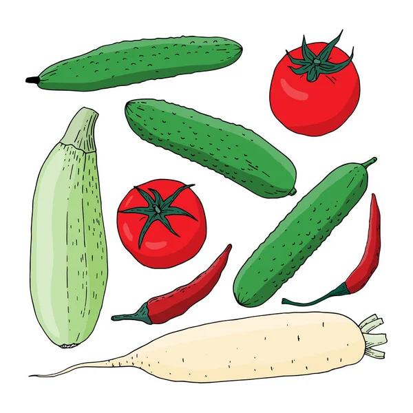 Colorido conjunto de vectores de verduras. Pepino, chile, tomate y rábano daikon. Vegetales para el diseño de productos agrícolas . — Vector de stock