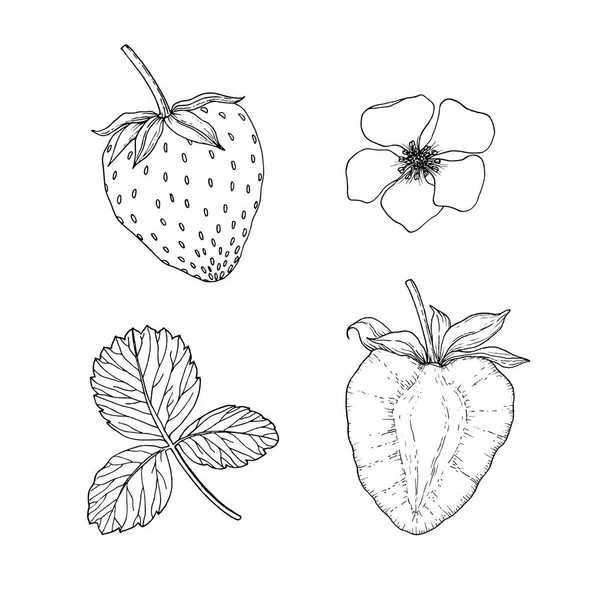 Fresa con flores y hojas. Ilustración dibujada a mano de bayas, aisladas en blanco. Esbozo blanco negro. Imagen vectorial . — Vector de stock
