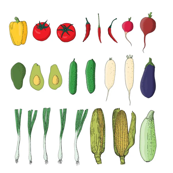 Colorful vector set of vegetables. Cucumber, chilli pepper, tomatoes and daikon radish. Veggies for farming product design. — Stock Vector