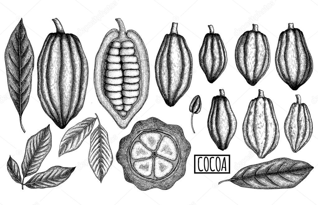 Cocoa pods and leaves set. Hand drawn vector illustration. Vintage elements for packaging, cards, flayers design.
