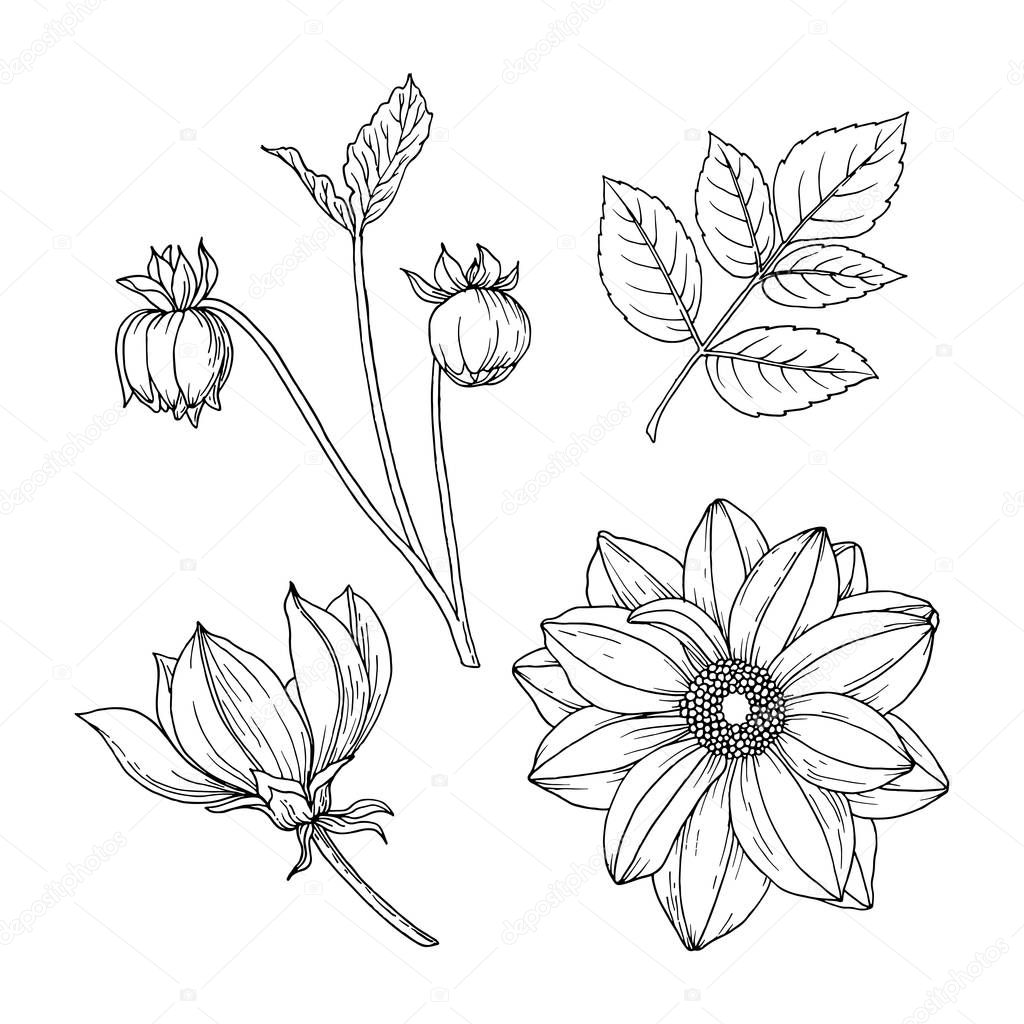 Dahlia - autumn flower. Hand drawn black and white sketch. Vector illustration isolated on white background.