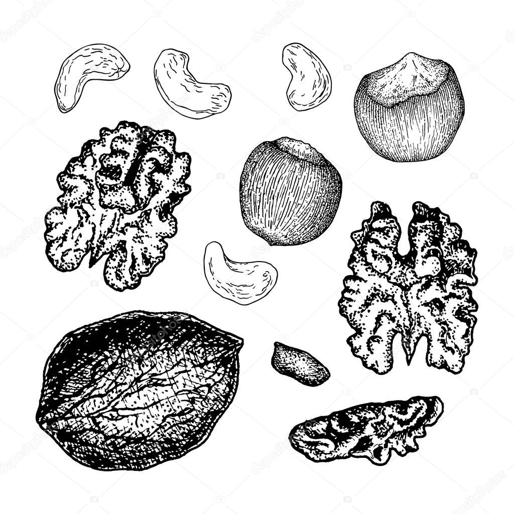 Collection nuts and seeds. Set of different nuts drawn by ink isolated on white background. Vector image.