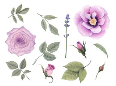 Toplama izole çiçek ve yaprakları. Menekşe gülleri, lavanta, şakayık.