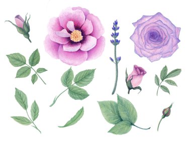 Toplama izole çiçek ve yaprakları. Menekşe gülleri, lavanta, şakayık.