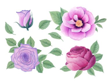 Suluboya romantik gül, şakayık ve yaprakları, beyaz arka plan üzerinde izole ayarlayın. Kartlar için, tatil davetiyeleri: düğün, Sevgililer Günü ve diğer.