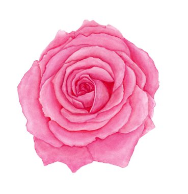 Beyaz arka plan üzerinde izole suluboya pembe Gül. 
