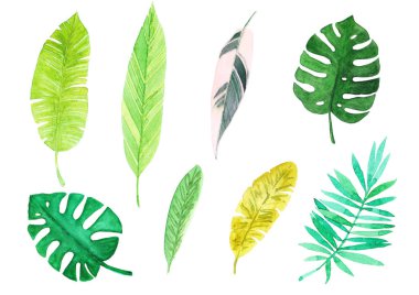 Suluboya tropikal yaprakları. Beyaz arka planda yalıtılmış.