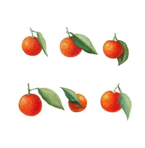 水彩のみかんフルーツに葉っぱを入れます。オレンジの柑橘系の木。葉っぱのマンダリン。白い背景に隔離された手描きのイラスト. — ストック写真