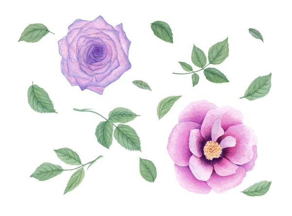 Collection isolated flowers and leaves. Violet roses, lavender, peony. — Stock Photo, Image