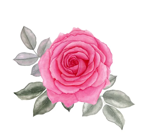 Watercolor flower of rose and leaves, isolated on white background. For greeting cards, invitations. — Stock Photo, Image