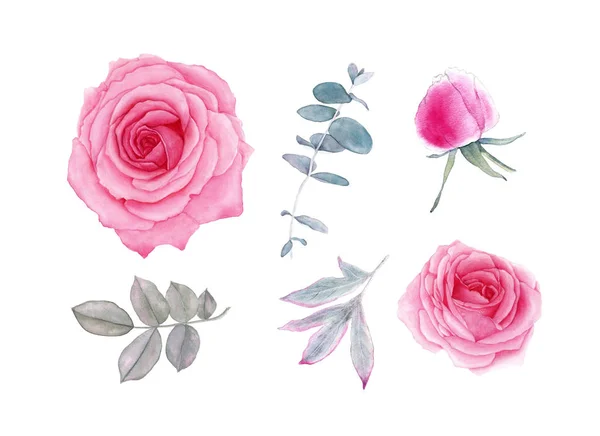 Acquerello set fiori e foglie romantiche, isolato su sfondo bianco. Rose, peonia, eucalipto dollaro d'argento. Per biglietti, inviti per le vacanze: il matrimonio, San Valentino e altro . — Foto Stock