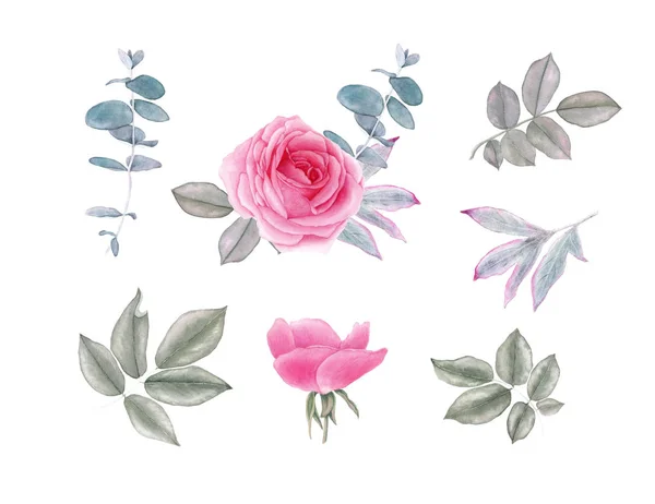 Watercolor vintage rose flowers and leaves. Botanical illustration. Isolated on white background. — Stock Photo, Image