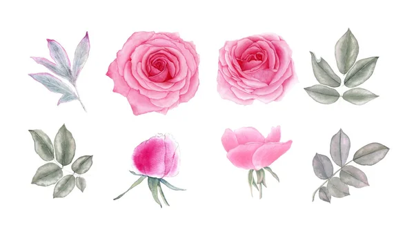 Acquerello vintage rosa fiori e foglie. Illustrazione botanica. Isolato su sfondo bianco . — Foto Stock