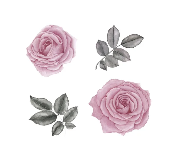 Watercolor set rose flowers and leaves, isolated on white background. — Stock Photo, Image