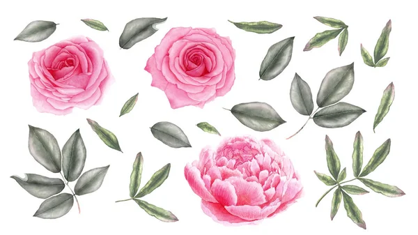 Watercolor vintage pink rose, peony flowers and leaves. Botanical illustration. Isolated on white background. — Stock Photo, Image