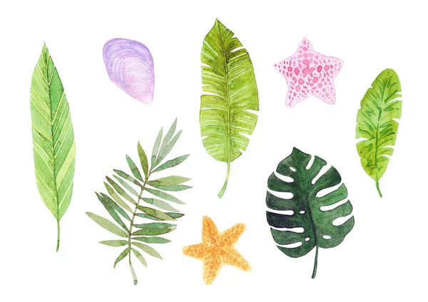 Akvarell trópusi levelek és a kagyló. Elszigetelt fehér alapon. — Stock Fotó