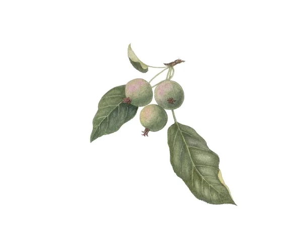 Vilda äpplen. Akvarell illustration isolerad på vit bakgrund. — Stockfoto
