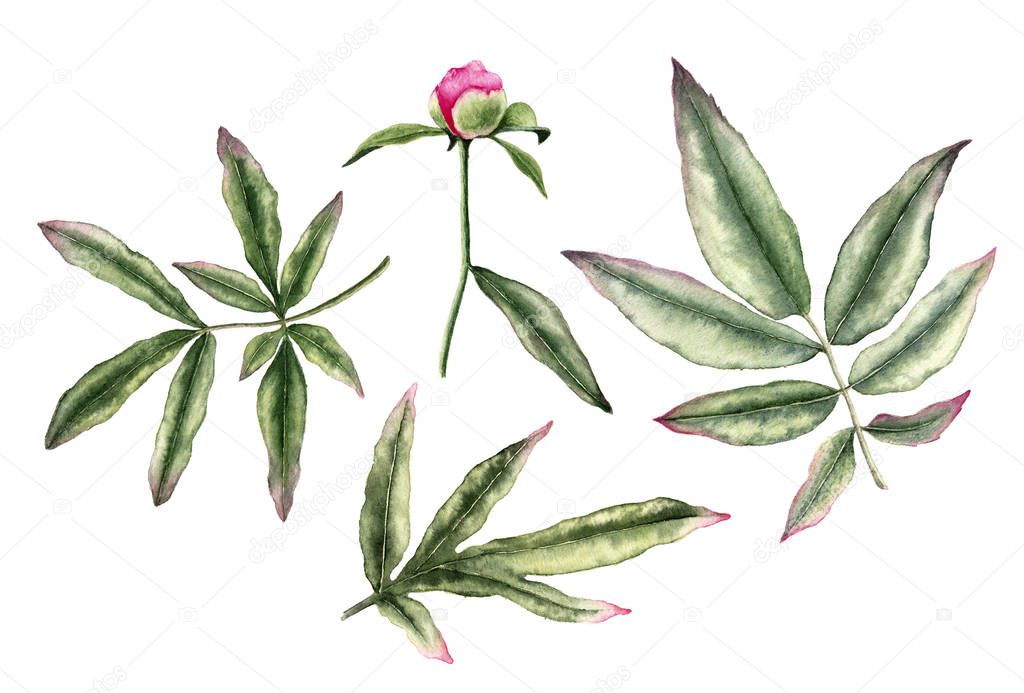 Watercolor set peony bud and leaves, isolated on white background. For greeting cards, invitations.