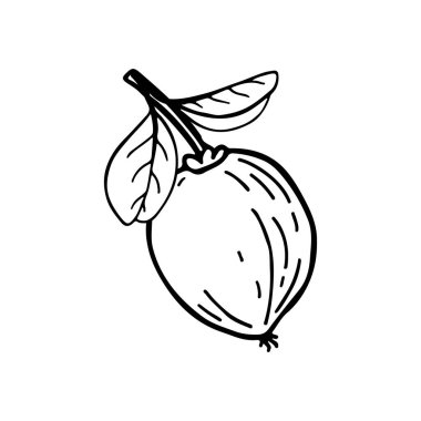 Acerola meyvesi ve yaprakları. Barbados kirazı. El çizimi vektör illüstrasyonu.