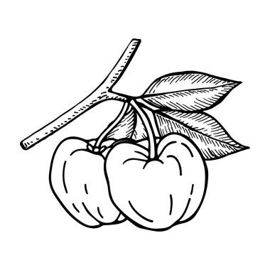 Acerola meyvesi ve yaprakları. Barbados kirazı. El çizimi vektör illüstrasyonu.