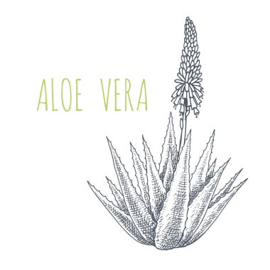 Aloe Vera. İlaç ve kozmetik fabrikası. El çizimi vektör illüstrasyonuName. 