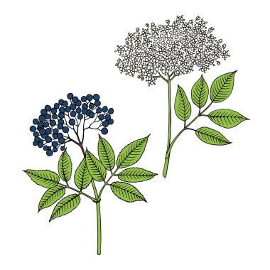 Mürver (Sambucus nigra). Meyveler, çiçekler ve yapraklar. El çizimi vektör illüstrasyonuName.