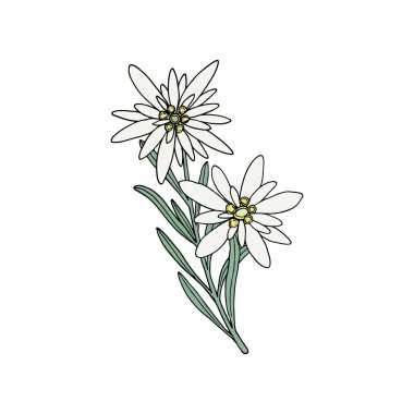 Edelweiss çiçeği. Dağ bitkisi El çizimi vektör illüstrasyonuName.