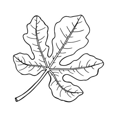 İncirli meyve yaprağı. Çizim tarzında çiziyorum. El çizimi vektör illüstrasyonu.