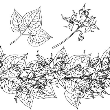 Epimedium (Azgın Keçi Otu, yin yang huo). Kusursuz sınır, çelenk. El çizimi vektör illüstrasyonuName.