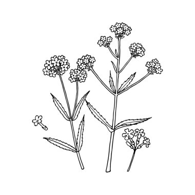 Verbena bonariensis (mor, Arjantin mine çiçeği). El çizimi vektör illüstrasyonu. 