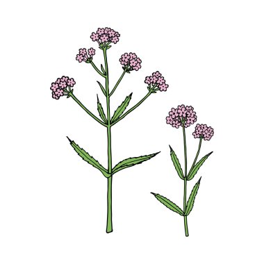 Verbena bonariensis (mor, Arjantin mine çiçeği). El çizimi vektör illüstrasyonu. 