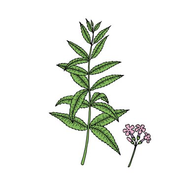 Verbena bonariensis (mor, Arjantin mine çiçeği). El çizimi vektör illüstrasyonu. 