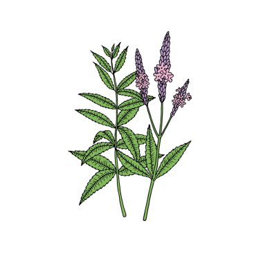 Amerikan mavi mine (mine çiçeği hastası). Çizim tarzında vektör el çizimi. 