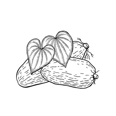 Yer elması. Bütün yumru ve yapraklar. Vektör el çizimi resimleme. 