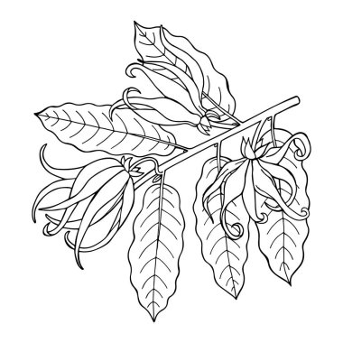 Çiçekli ve yapraklı Ylang ylang dalı. El çizimi taslak. Vektör illüstrasyonu.