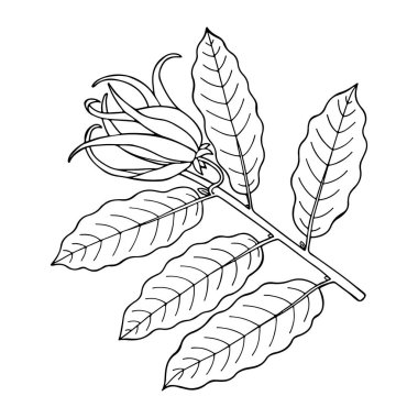Çiçekli ve yapraklı Ylang ylang dalı. El çizimi taslak. Vektör illüstrasyonu.