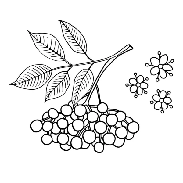 Sambuco Sambucus Nigra Frutta Fiori Foglie Illustrazione Vettoriale Disegnata Mano — Vettoriale Stock