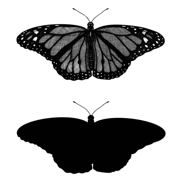 Mariposa Monarca Danaus Phlexipus Tigre Común Vagabundo Insectos Dibujados Mano — Vector de stock