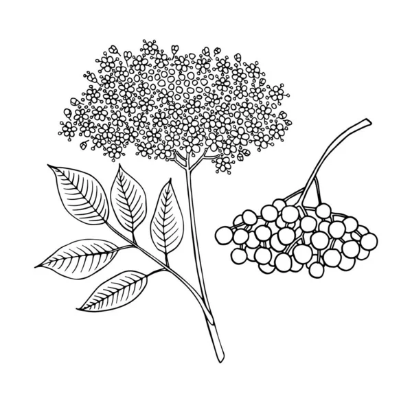 Mürver (Sambucus nigra). Meyveler, çiçekler ve yapraklar. El çizimi vektör illüstrasyonuName.